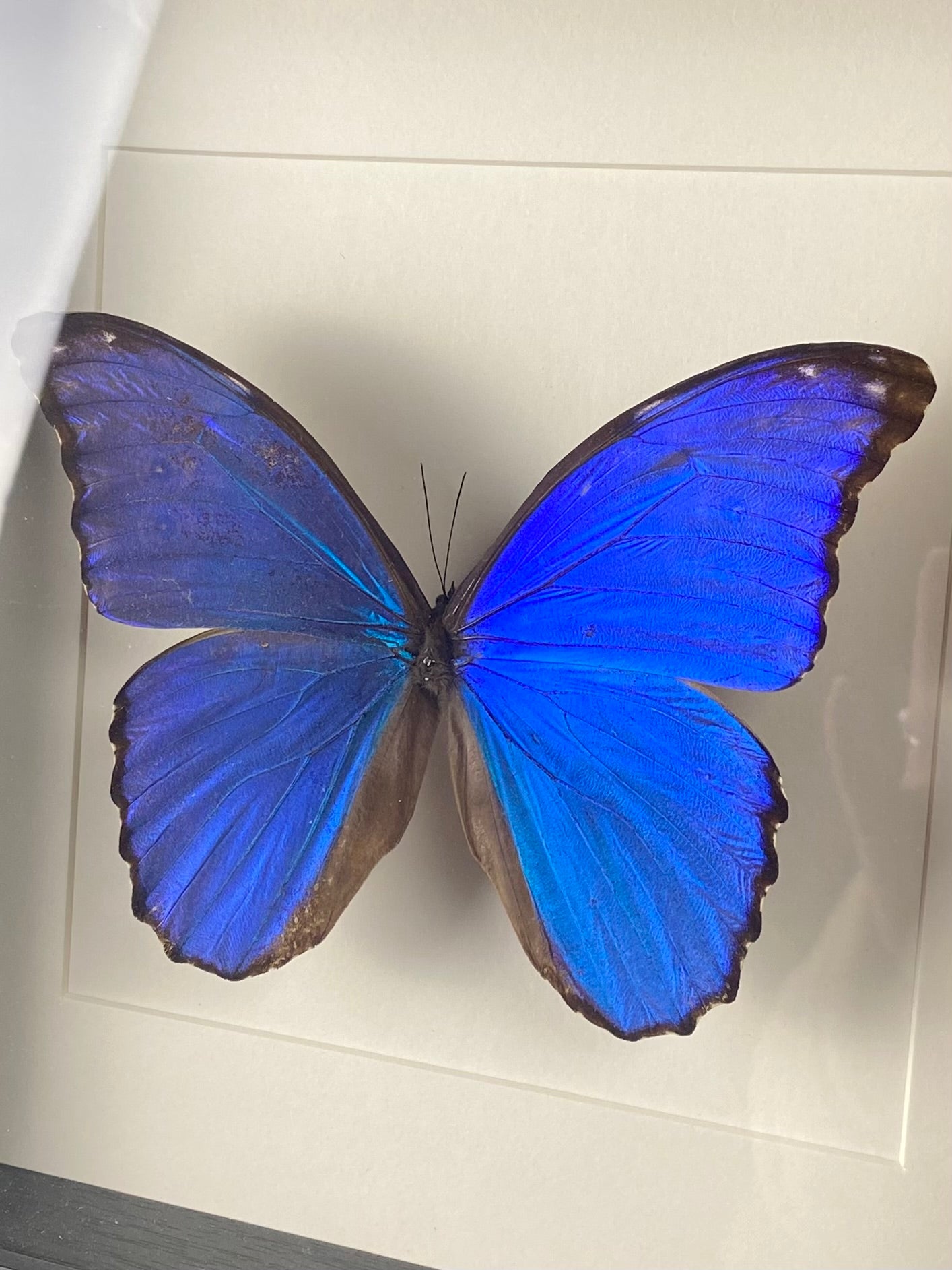 Morpho didius in lijst