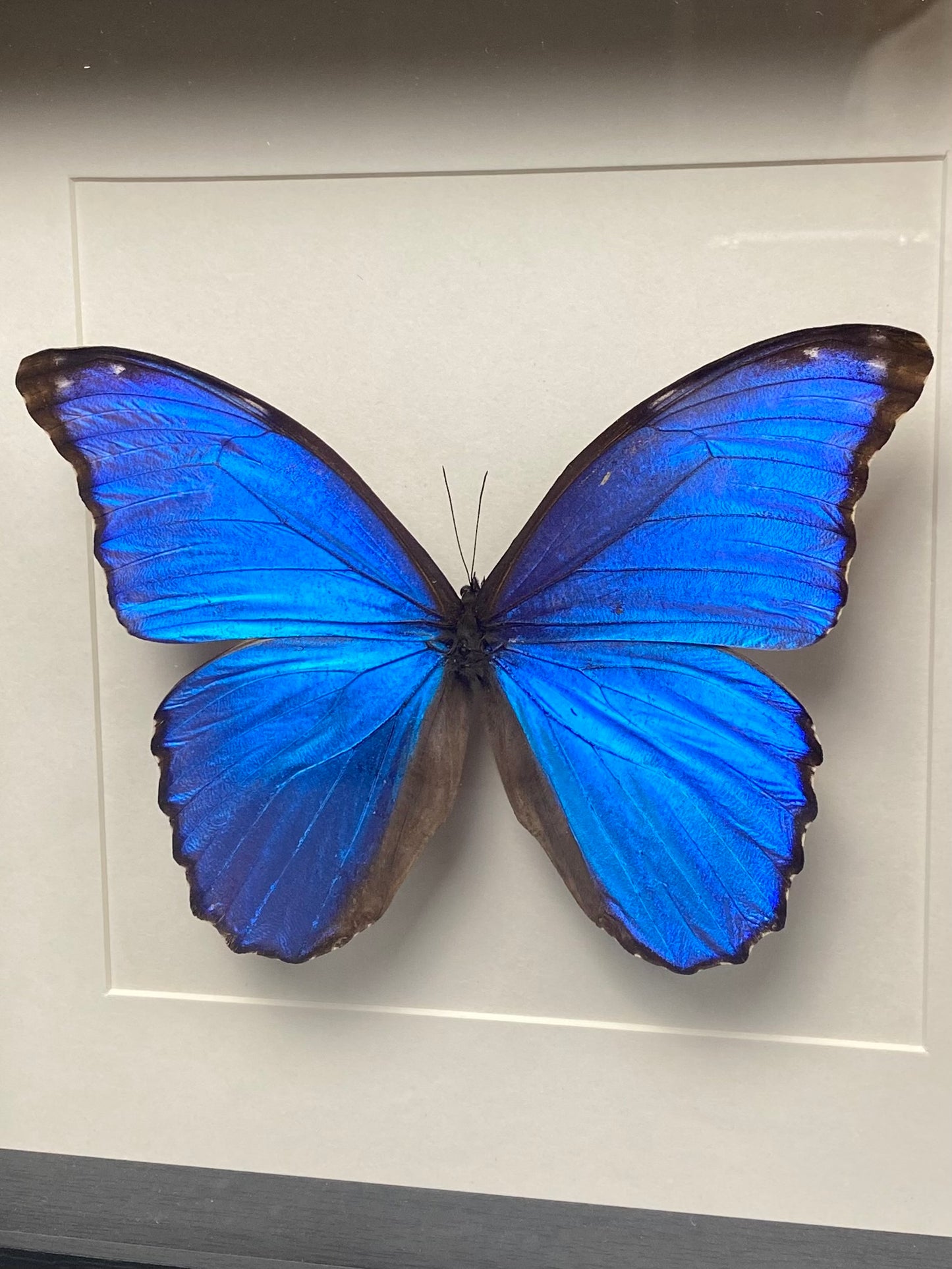 Morpho didius in lijst