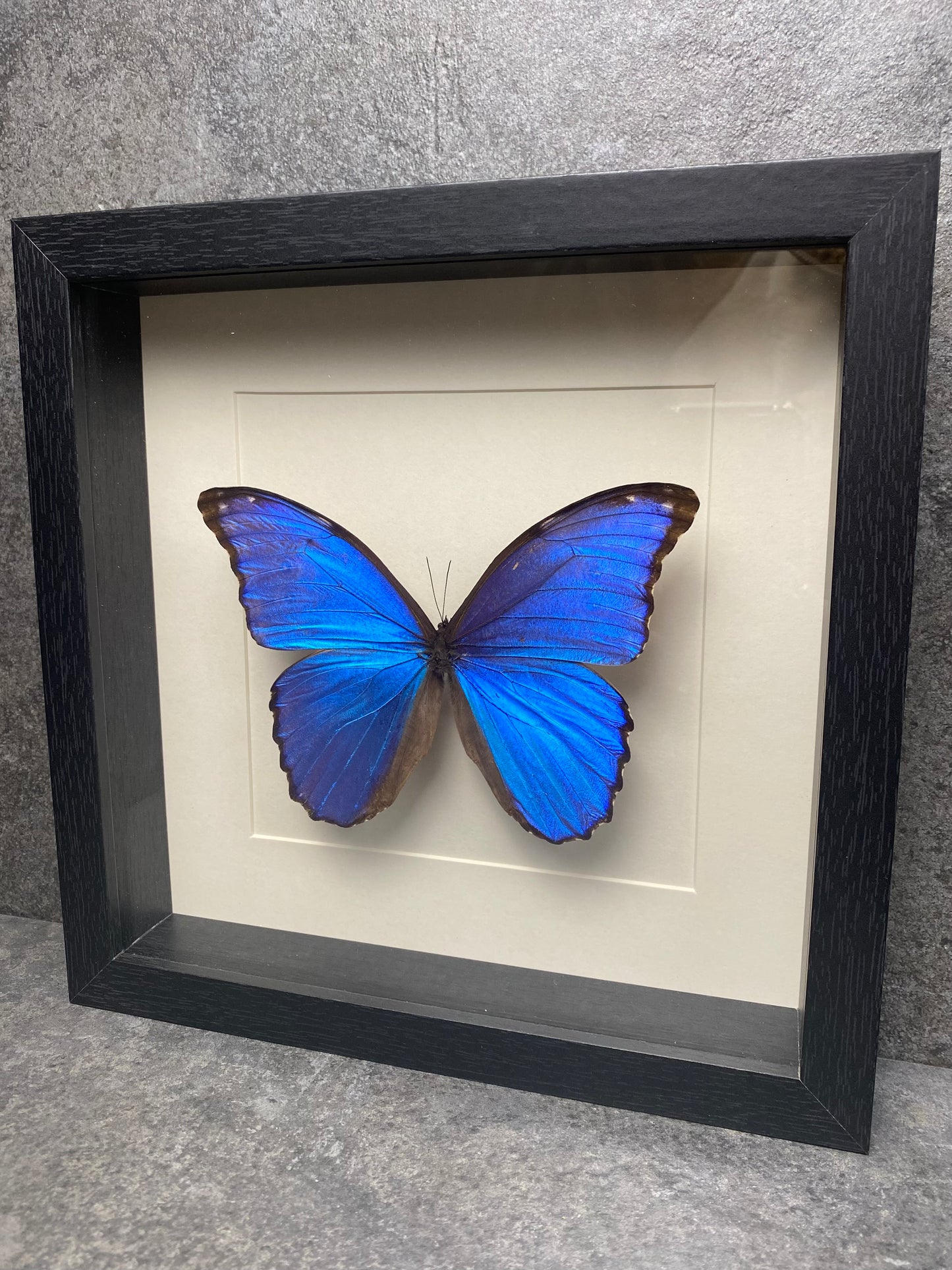Morpho didius in lijst